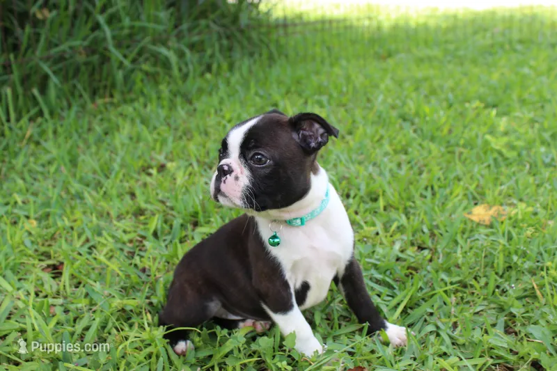 Vivi – Boston Terrier puppy for sale in Brooksville, FL