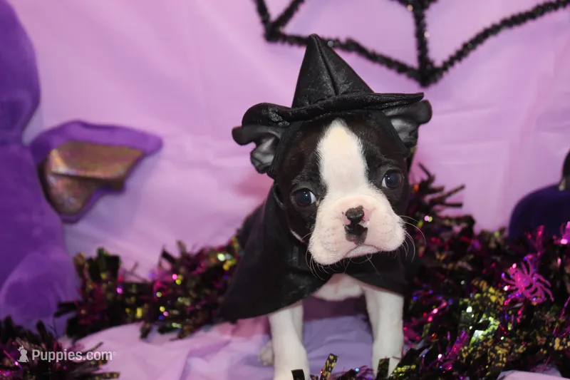 Minka Ready to Go – Boston Terrier puppy for sale in Brooksville, FL