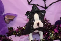 Minka Ready to Go, a female Boston Terrier for sale in Brooksville, FL – 1 of 6