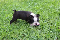 Nixi, a female Boston Terrier for sale in Brooksville, FL – 6 of 10