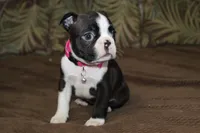 Vivi, a female Boston Terrier for sale in Brooksville, FL – 2 of 9