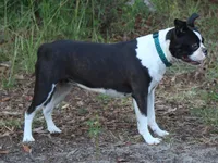See videos Bongo, a male Boston Terrier for sale in Brooksville, FL – 10 of 10