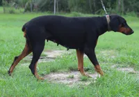 Ready to Breed AKC Euro Doberman Female Full Registration, a female Doberman Pinscher for sale in Brooksville, FL – 2 of 4