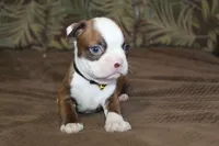 KODA, a male Boston Terrier for sale in Brooksville, FL – 3 of 6