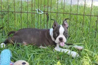 Lucy Curious Brindle Companion, a female Boston Terrier for sale in Brooksville, FL – 9 of 10