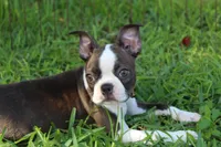 Lucy Curious Brindle Companion, a female Boston Terrier for sale in Brooksville, FL – 7 of 10