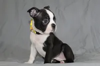 Daisy, a female Boston Terrier for sale in Brooksville, FL – 7 of 7