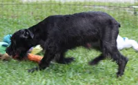 Scarlet, a female Miniature Schnauzer for sale in Brooksville, FL – 3 of 7