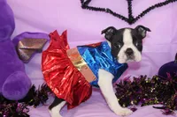 Kiki the Little Firecracker, a female Boston Terrier for sale in Brooksville, FL – 3 of 9