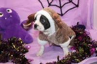 Nash A Gentle Soul with Eyes That Melt Hearts, a male Boston Terrier for sale in Brooksville, FL – 3 of 10