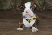 KODA, a male Boston Terrier for sale in Brooksville, FL – 4 of 6