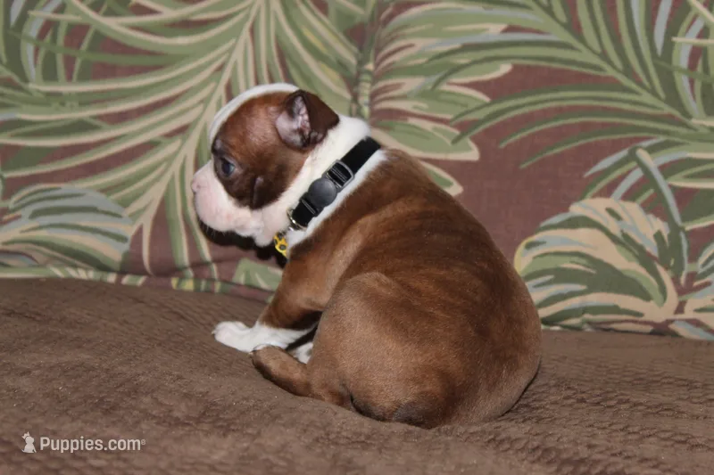 KODA – Boston Terrier puppy for sale in Brooksville, FL