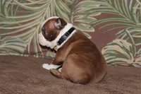 KODA, a male Boston Terrier for sale in Brooksville, FL – 1 of 6