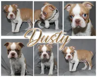 Dusty, a male Boston Terrier for sale in Brooksville, FL – 2 of 8