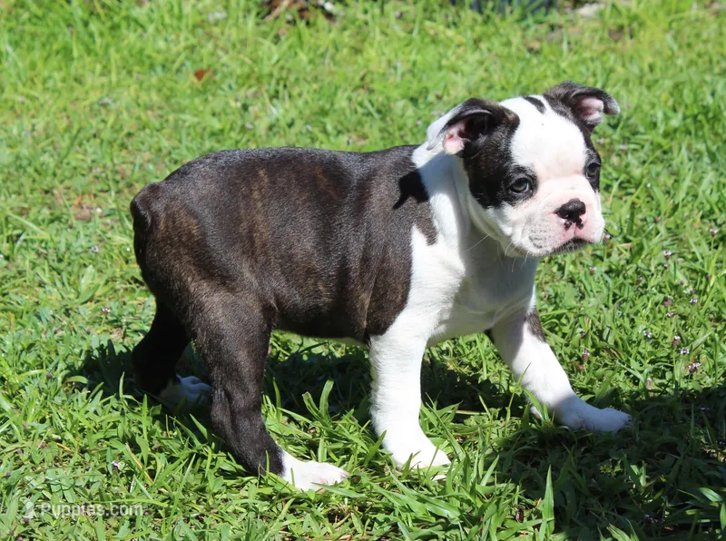 Bongo – Boston Terrier puppy for sale in Brooksville, FL