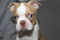 Dusty, a male Boston Terrier for sale in Brooksville, FL – 6 of 8