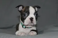Lucy, a female Boston Terrier for sale in Brooksville, FL – 3 of 6