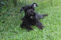 Scarlet, a female Miniature Schnauzer for sale in Brooksville, FL – 7 of 7