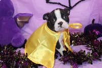 Zellah Our Curious Little Girl with a Big Personality, a female Boston Terrier for sale in Brooksville, FL – 2 of 10