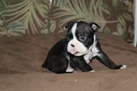 Taz, a male Boston Terrier for sale in Brooksville, FL – 3 of 5