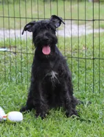 Scarlet, a female Miniature Schnauzer for sale in Brooksville, FL – 4 of 7