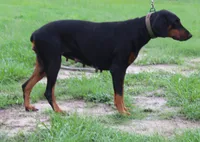 Ready to Breed AKC Euro Doberman Female Full Registration, a female Doberman Pinscher for sale in Brooksville, FL – 4 of 4