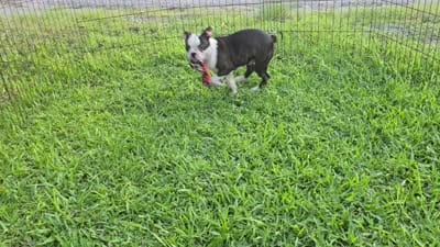 Bongo Make sure to read description, a male Boston Terrier for sale in Brooksville, FL – 10 of 10