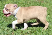 Tiger, a male Boston Terrier for sale in Brooksville, FL – 2 of 4