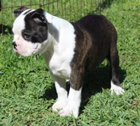 Bongo Make sure to read description, a male Boston Terrier for sale in Brooksville, FL – 8 of 10