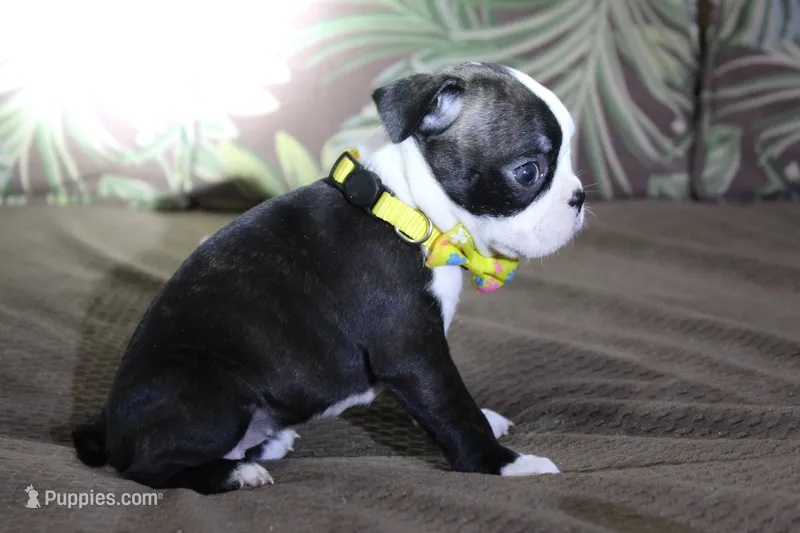 Zola – Boston Terrier puppy for sale in Brooksville, FL