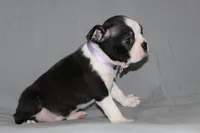 Diana, a female Boston Terrier for sale in Brooksville, FL – 3 of 6