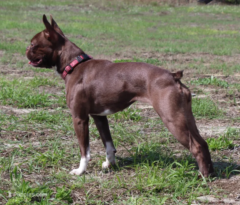 AKC Little bit of Magic II – Boston Terrier puppy for sale in Brooksville, FL