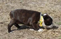 Maddie, a female Boston Terrier for sale in Brooksville, FL – Photo 3 of 3