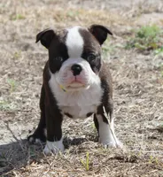 Maddie, a female Boston Terrier for sale in Brooksville, FL – Photo 2 of 3