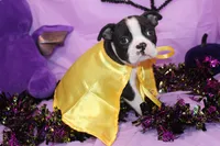 Zellah Our Curious Little Girl with a Big Personality, a female Boston Terrier for sale in Brooksville, FL – 6 of 10
