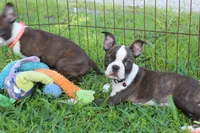 Lucy Curious Brindle Companion, a female Boston Terrier for sale in Brooksville, FL – 3 of 10