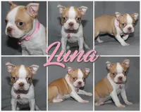 Luna, a female Boston Terrier for sale in Brooksville, FL – 2 of 7