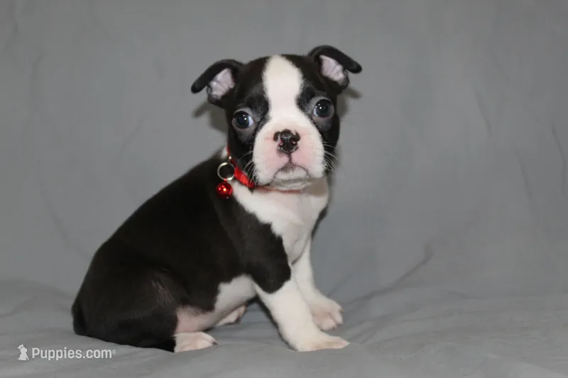 Levi – Boston Terrier puppy for sale in Brooksville, FL