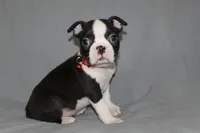 Levi, a male Boston Terrier for sale in Brooksville, FL – 1 of 6