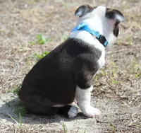 Nick, a male Boston Terrier for sale in Brooksville, FL – Photo 3 of 3