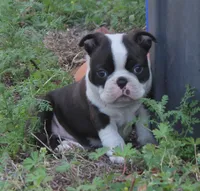 Nick, a male Boston Terrier for sale in Brooksville, FL – Photo 1 of 3