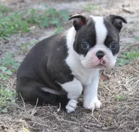Nick, a male Boston Terrier for sale in Brooksville, FL – Photo 2 of 3