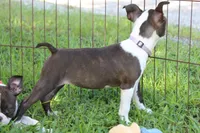 Lucy Curious Brindle Companion, a female Boston Terrier for sale in Brooksville, FL – 10 of 10