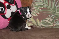 Vivi, a female Boston Terrier for sale in Brooksville, FL – 5 of 9