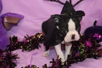 Minka Ready to Go, a female Boston Terrier for sale in Brooksville, FL – 4 of 6