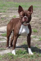 AKC Little bit of Magic II, a female Boston Terrier for sale in Brooksville, FL – 2 of 2