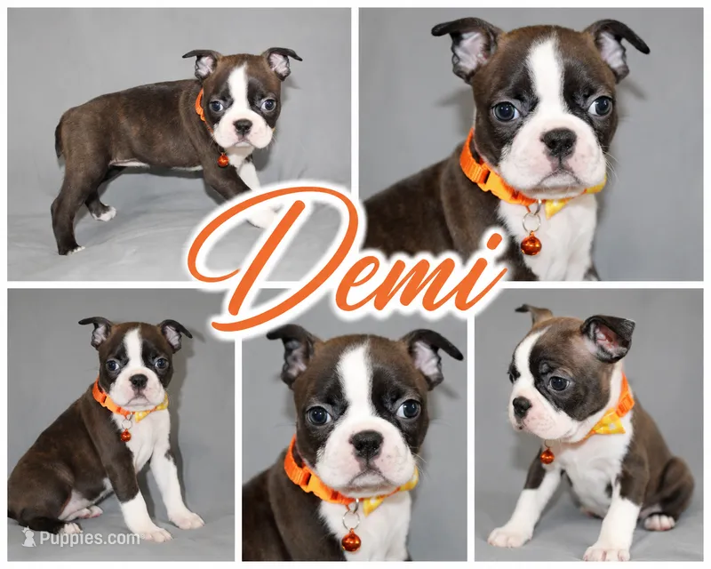 Demi Confident Brindle Girl – Boston Terrier puppy for sale in Brooksville, FL