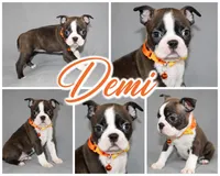 Demi, a female Boston Terrier for sale in Brooksville, FL – 2 of 7