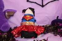Kiki the Little Firecracker, a female Boston Terrier for sale in Brooksville, FL – 2 of 9