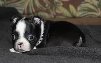 Enzo, a male Boston Terrier for sale in Brooksville, FL – 4 of 6
